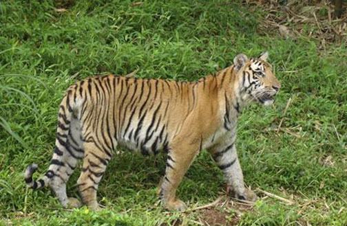 Tiger Raja