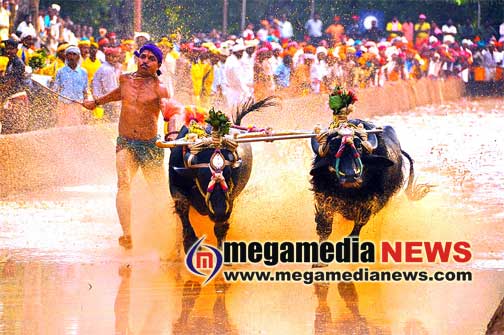 kambala