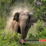 delampady elephant attack