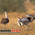 Great-Indian-Bustards