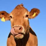 cattle insurance