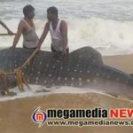 Whale shark found dead near NITK beach