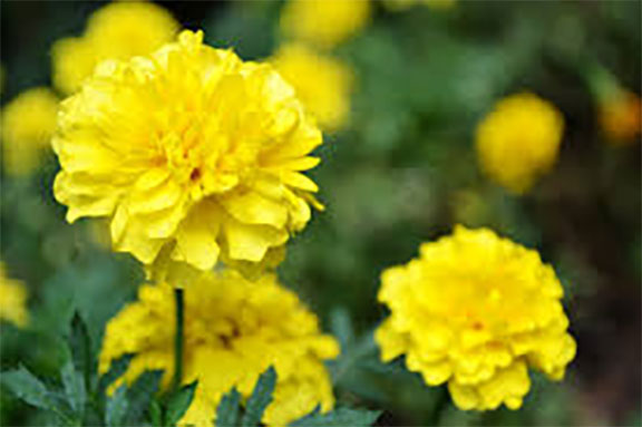 yellowflower 