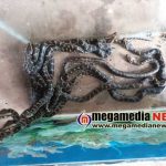 Eight python hatchlings, born through artificial incubation