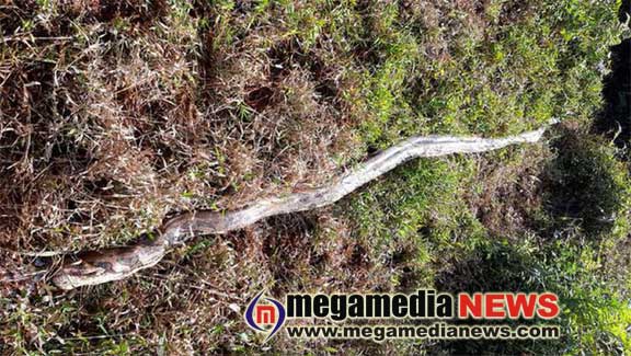 Forest Department arrested 2 persons for killing python