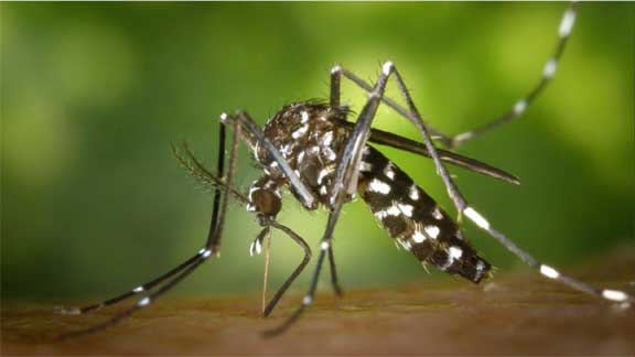 dengue