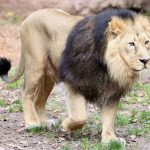 Asiatic-lion