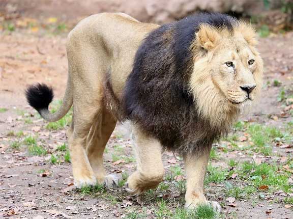 Animal exchange : Pilikula Biological Park gets Asiatic lion, wolf, two gharials and other animals