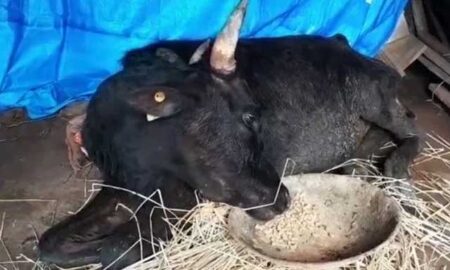 Cows-death