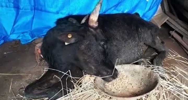 Cows-death