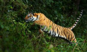 Tiger-Attack