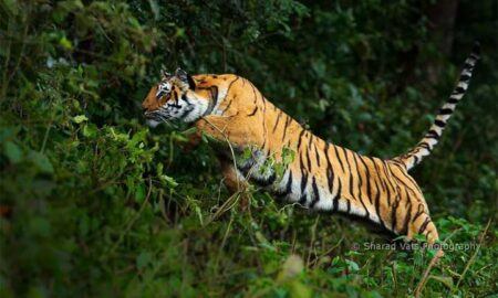 Tiger-Attack