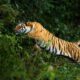 Tiger-Attack