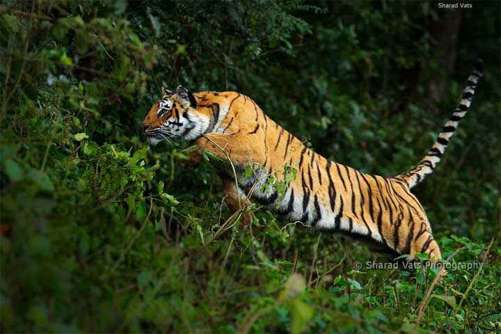Tiger-Attack