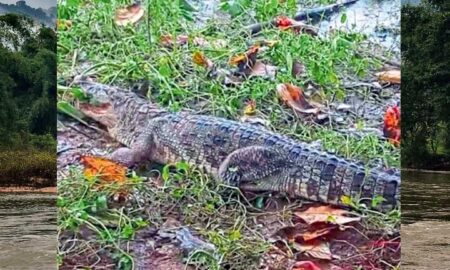 crocodile