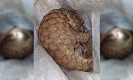 rare-pangolin