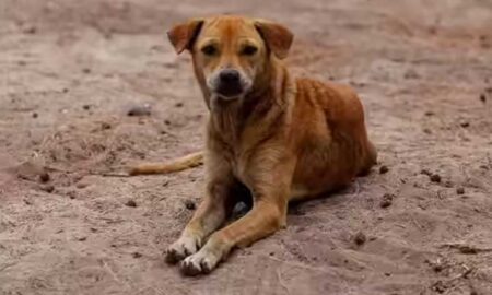 stray-dog