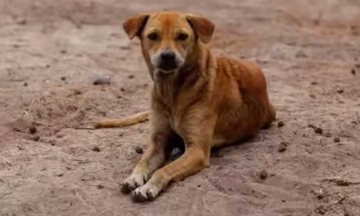 stray-dog