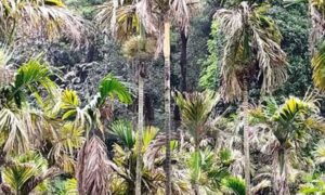Arecanut-Crop