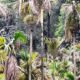 Arecanut-Crop