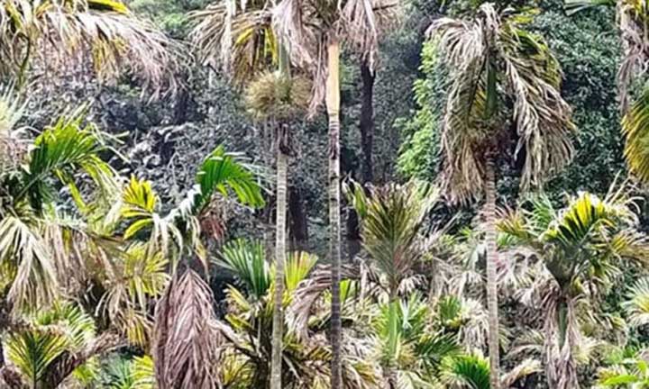 Arecanut-Crop