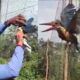 kingfisher-bird