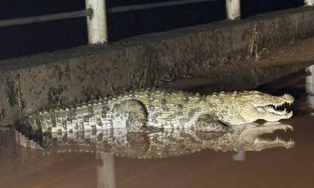 Crocodile