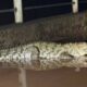 Crocodile