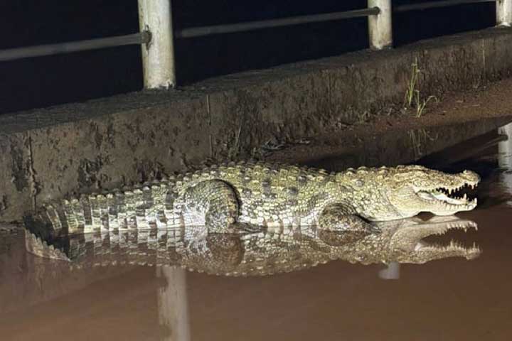 Crocodile