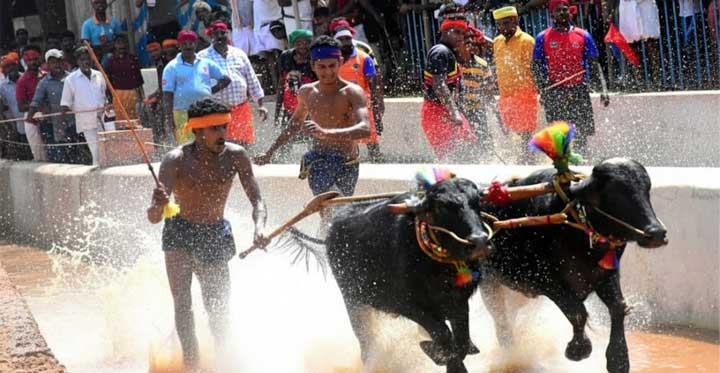 Kambala-Race