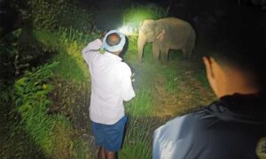 Mittabagilu-elephant