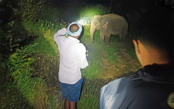 Mittabagilu-elephant