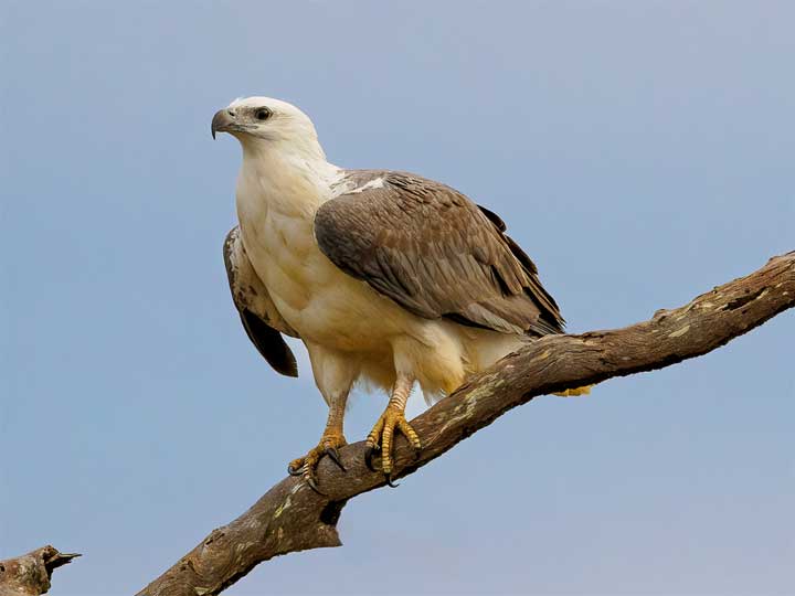 Sea Eagle