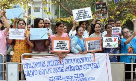 Street-Dog-Relocation