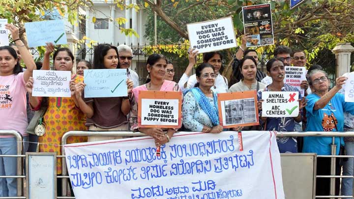 Street-Dog-Relocation