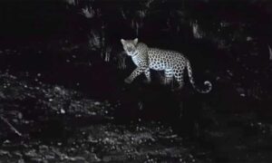 Doddapalke Leopard