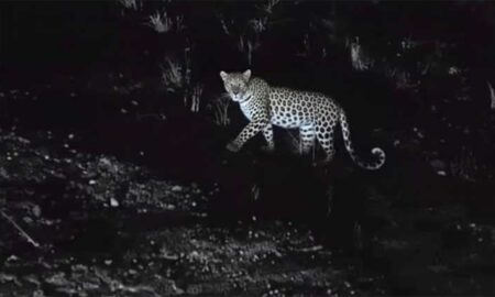 Doddapalke Leopard