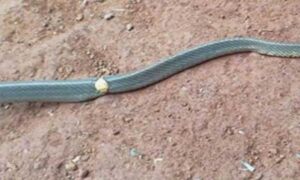Gold-Ring-on-Rat-Snake