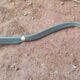 Gold-Ring-on-Rat-Snake