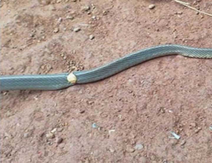 Gold-Ring-on-Rat-Snake