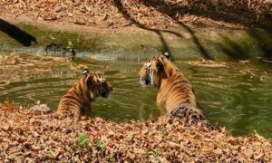 Pilikula-zoo-Tigers