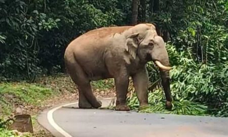 charmadi-elephant
