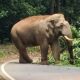 charmadi-elephant