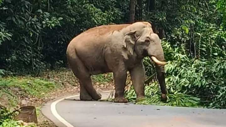 charmadi-elephant