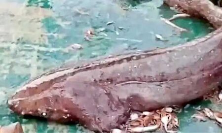 shark-fish