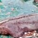 shark-fish