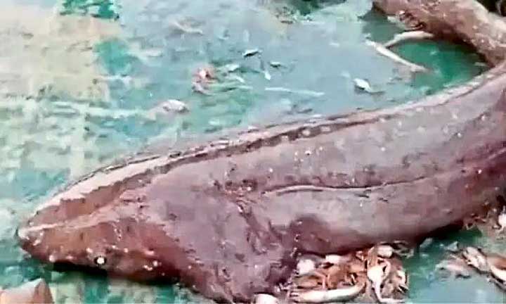 shark-fish