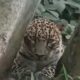 Leopard-Charmady