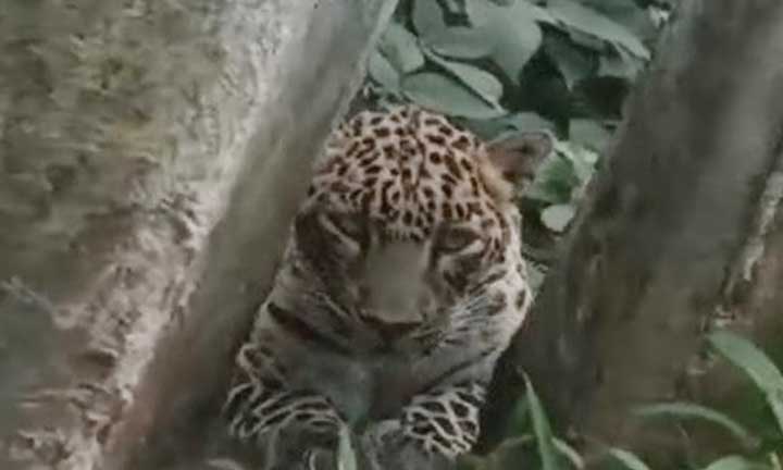 Leopard-Charmady