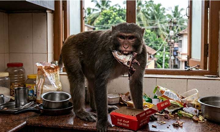Mannagudda-Monkey